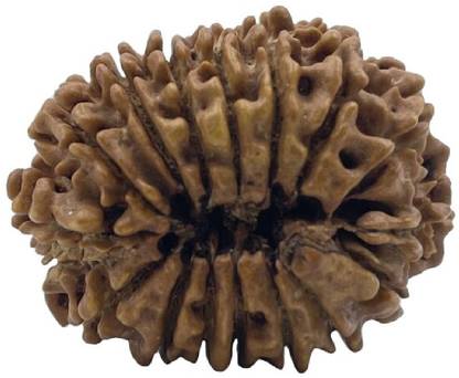 KUNDLI GEMS 100 % Original & Natural 16 mukhi Rudraksha With lab certified Wood