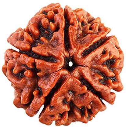 Shivalays 5 Mukhi Nepali Rudraksha 100% Original Rudraksha with Lab Report Wood
