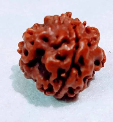 वेग्गा 1 mukhi gol rudraksha nepali 100% natural लकड़ी