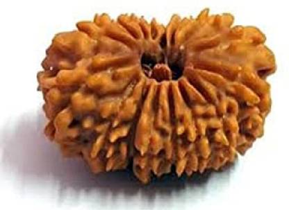 DIVINE SOUVENIRS 16 Mukhi Rudraksha Beads Original and Natural Sixteen Faces Rudraksha Astrologic Beads Wood