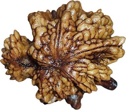 Nepali Rudraksha Lotus Rudraksha Nepal Origin Bead || Original Seller Nepali Rudraksha || Mother of Pearl