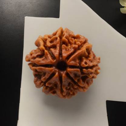 स्पिरिटल 8 mukhi nepali rudraksha , Beads लकड़ी पेंडेंट