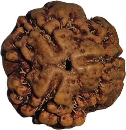shreerudraksham 3 Mukhi Rudraksha Original Certified | IGL Certification By Shree Rudraksham Mother of Pearl