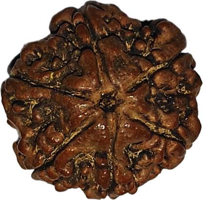 नेपाली रुद्राक्ष 6 Mukhi Rudraksha|Nepal Origin | Original Seller Nepali Rudraksha | मदर ऑफ पर्ल