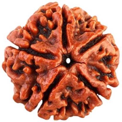 Poonam traders Original 5 Mukhi Rudraksh(Symbol of: Lord Kalagni Rudra) Lab Tested Certificate Wood Locket