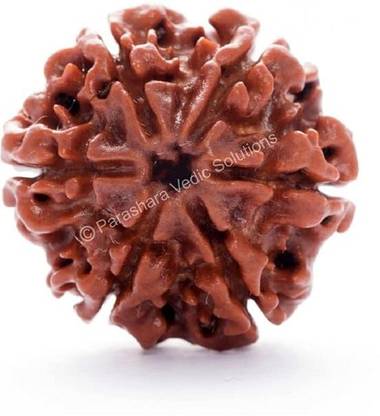 Rudraaksh craft Original Nepali 6 Mukhi Rudraksh/Natural 6 faced Rudraksha with Certificate Stone