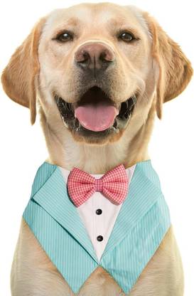 Buraq Tuxedo for Dog