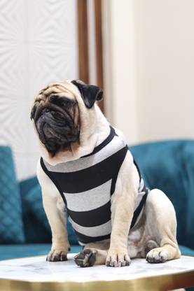 Baeship T-shirt for Dog
