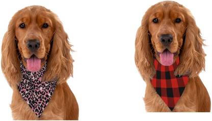 PAWPOURRI Bandana for Cat, Dog