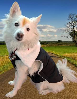 Omm Winter Jacket for Dog