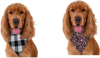 PAWPOURRI Bandana for Cat, Dog