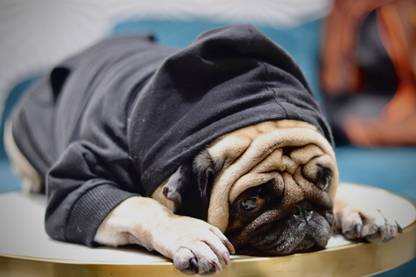 Baeship Hoodie for Dog