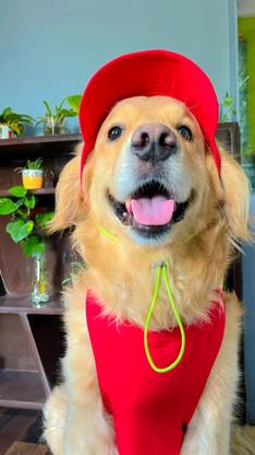 Dog-O-Bow Cap for Dog