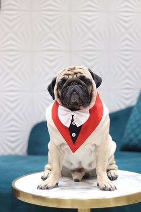 Baeship Tuxedo for Dog