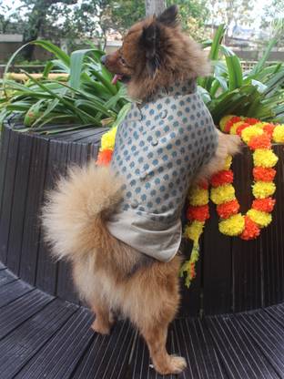 Paws By Vastramay Dress for Dog