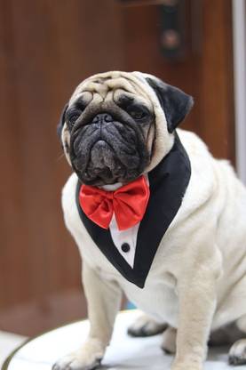 Baeship Tuxedo for Dog