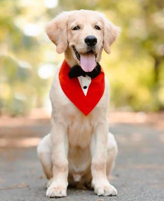 Dog-O-Bow Bandana, Tuxedo for Dog
