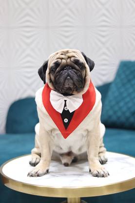 Baeship Tuxedo for Dog