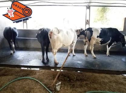 Ursus Cow Mat, Feeding Mat,Easy Clean,Waterproof, Raised Edges, Mat for Cows, Buffalo XL Pet Bed