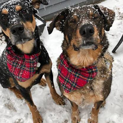 BNF Classic Plaid Dog Bandana - Your Dog Will Love These Very Much Red Green Plaid Dog & Cat Everyday Collar