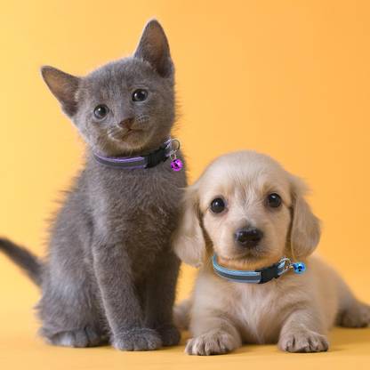 THE DDS STORE Cat Reflective Collar for Indoor & Outdoor Use | Solid & Safe Good Quality Cat Everyday Collar