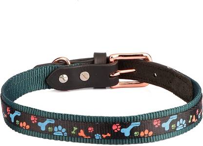 Sparrow Daughter Nylon and Leather Dog Collar | Neck Belt for All Breeds- 16 X 1 Inch Dog Everyday Collar