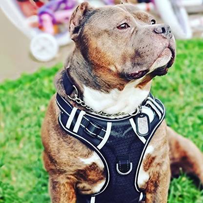 Babyltrl Dog & Cat Buckle Harness