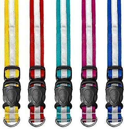 Paws Dog & Cat Everyday Collar