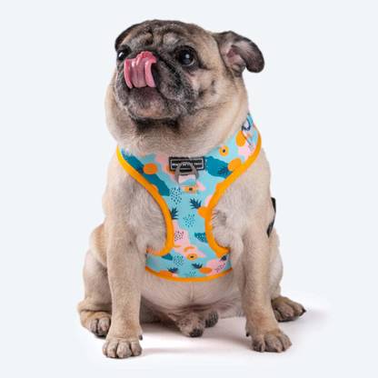 Heads Up For Tails Dog Standard Harness