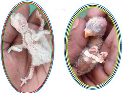 Birds' Park Splayed Leg Birds Treatment Bracelet Pet First Aid Kit