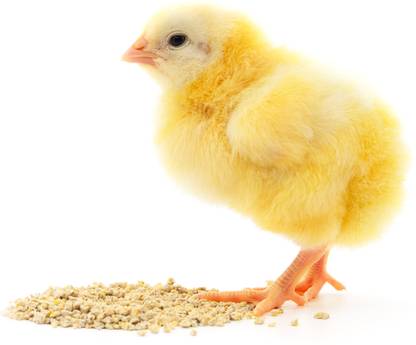 IB Feeds 1KG PRESTARTER Feed for CHICKS , PIGEON, DOVE, POULTRY CHICKEN & ALL BIRDS FOOD Pet Health Supplements