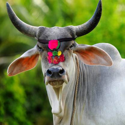 eze enterprises Cow/Buffalo/Bull/ Halter Cotton & Wool Rope,Cow Cord, Cow Head Charm,Cow Belt 72 cm Cow Strap Leash