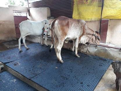 RDP COW MAT 4XL Pet Bed