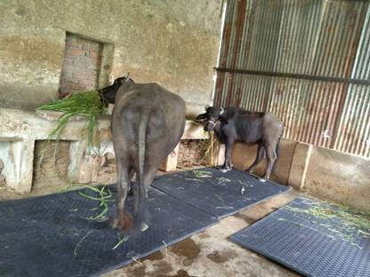 Mochadee Cow Mat, Feeding Mat, BPA Free, Easy Clean, Rubber Mat for Animal ( Black) Cow Pet Mat