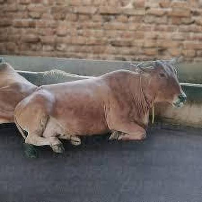 JINDAL KING Shakti Long Lasting Ethylene Vinyl Acetate Free Easy Clean Cow, Dog, Hamster, Guinea Pig, Miniature Pig Pet Mat