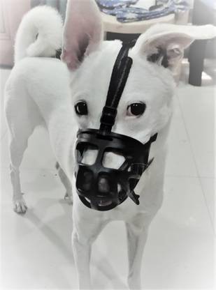 DogTrust Medium Rubber Muzzle: Perfect for Bulldogs and Spaniels Medium Other Dog Muzzle