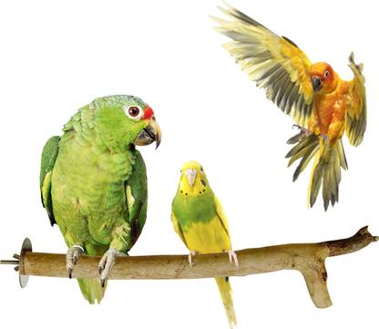 CONGO NATURAL PARROT TREAT Natural Eucalyptus 7" to 9" inch Chewable Perch (Neelgiri Wood) Wooden Tough Toy For Bird