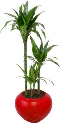 GreenShakha Ae Leaf POT Plant Container Plant Container Set