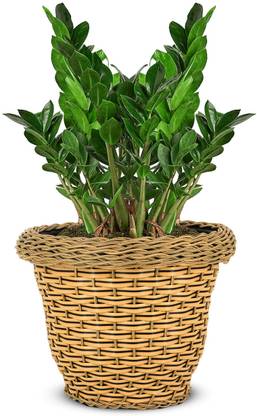 Garden's Need 8-Inch Polly Rattan Deluxe Flower Pot| Round Shape, Set of 1, Light Brown Plant Container Set