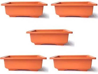 green paradise Trees Creating Succulent Cactus Mini Gardens Plant Container Set