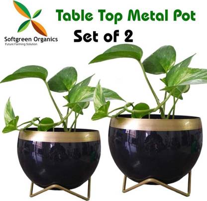 Softgreen Table Top Black Planter Pot With Stand for Living Room, Balcony And Garden Plant Container Set
