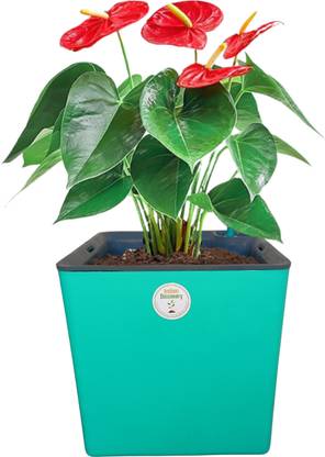 Indian Discovery Aqua Bloom Square Self Watering Plant Container Set