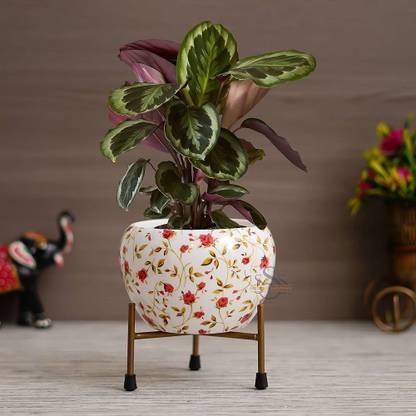 IMMUTABLE Plant Container Set