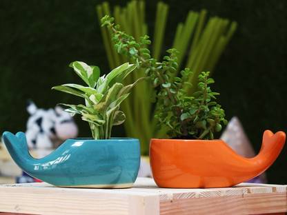 Leafy Tales Dolphin Fish Shape Ceramic Pot, Aqua, 2 pc (Dolphin Aqua and Orange) Plant Container Set