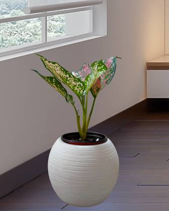 SHAVI DE Globe Ceramic Pot (White) 13 x 10 x 14 Centimeters Plant Container Set