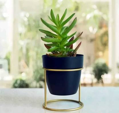 TDMC TDMC TDMC Plant Container Set