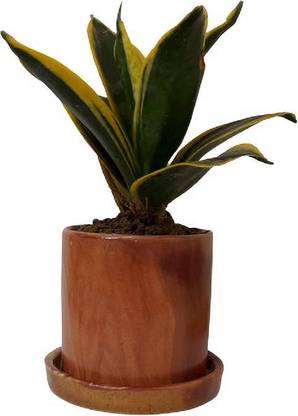 VisionCrafterz Stylish Ceramic Pots for Plants with Bottom Tray Plant Container Set