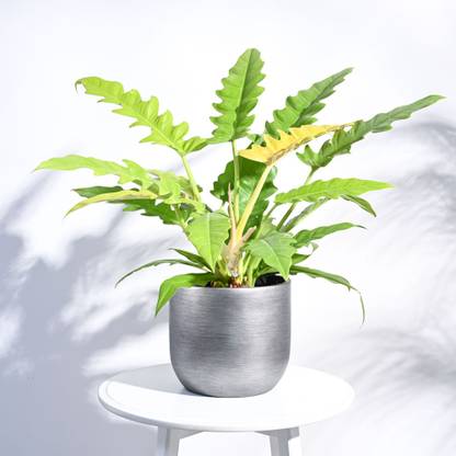 AMMu Plant Container Set