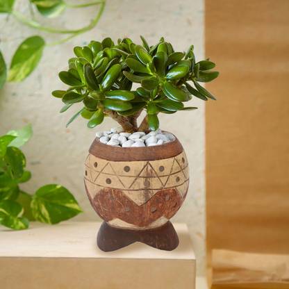 N & H Coconut Shell Planters Home & Garden Decor (Without Plants) Indoor Planters Plant Container Set