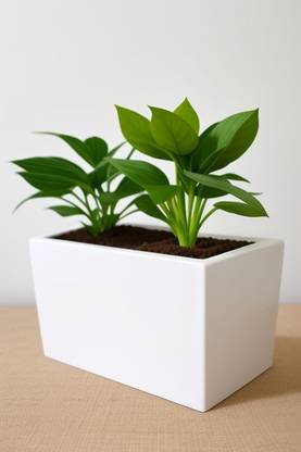 kamlesh Cementic Rectangular Planter: Stylish, Durable, and Perfect for Your Garden Plant Container Set